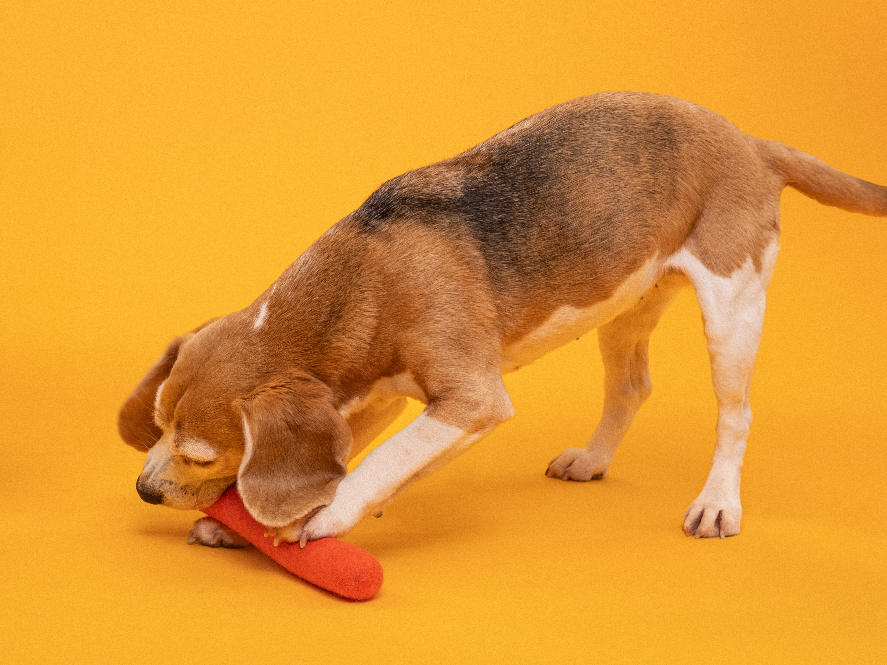 Hundespielzeug Stock - myfelt